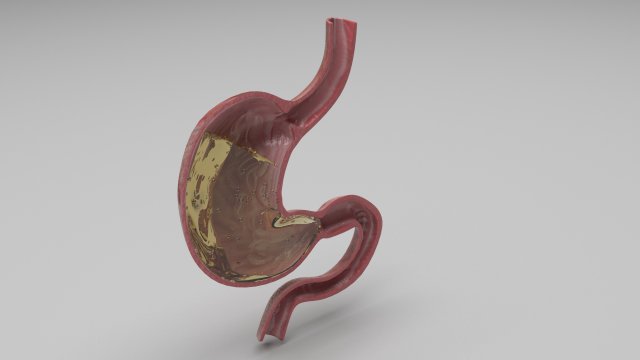 Gastric Acid In Stomach 3D Model .c4d .max .obj .3ds .fbx .stl .blend