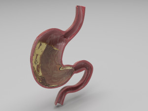 Gastric Acid In Stomach 3D Model