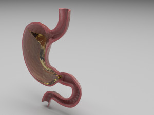 Gastric Acid In Stomach 3D Model