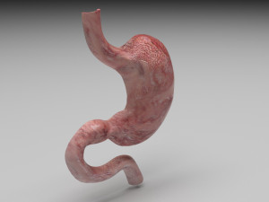 Gastric Acid In Stomach 3D Model