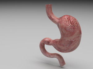 Gastric Acid In Stomach 3D Model