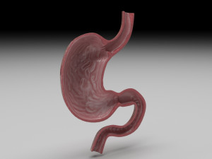 Gastric Acid In Stomach 3D Model