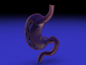 Gastric Acid In Stomach 3D Model