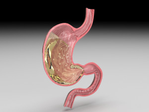 Gastric Acid In Stomach 3D Model