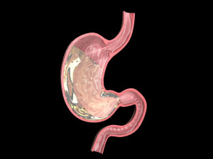 Gastric Acid In Stomach 3D Model