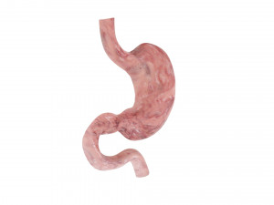 Gastric Acid In Stomach 3D Model