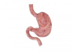 Gastric Acid In Stomach 3D Model