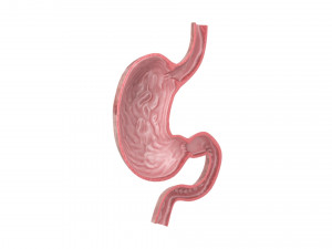 Gastric Acid In Stomach 3D Model
