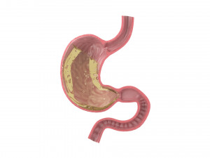 Gastric Acid In Stomach 3D Model