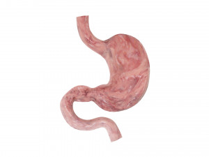 Gastric Acid In Stomach 3D Model