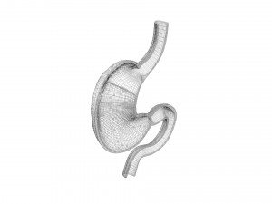 Gastric Acid In Stomach 3D Model