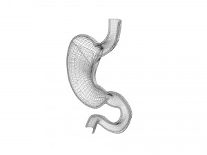 Gastric Acid In Stomach 3D Model