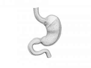 Gastric Acid In Stomach 3D Model