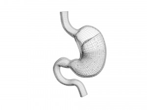 Gastric Acid In Stomach 3D Model