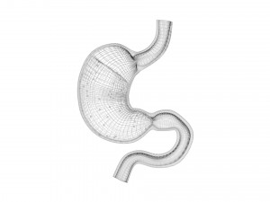Gastric Acid In Stomach 3D Model