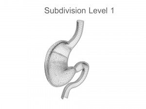 Gastric Acid In Stomach 3D Model