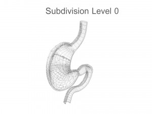 Gastric Acid In Stomach 3D Model
