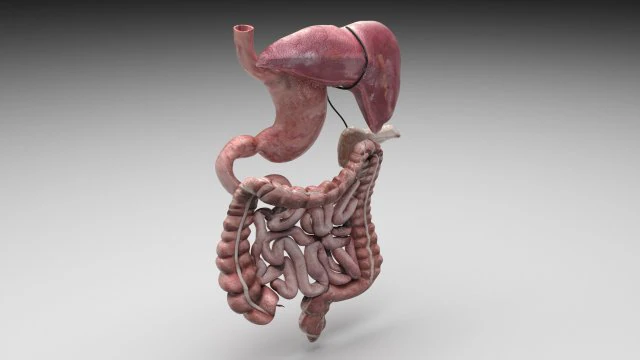 Пищеварительная система 3D Модель .c4d .max .obj .3ds .fbx .stl .blend 