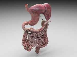 Digestive System Modelo 3D