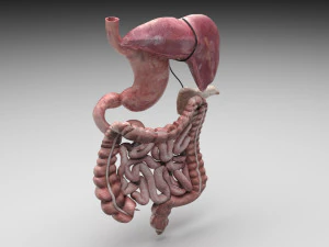 Verdauungssystem 3D Modell