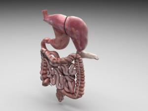 Digestive System 3D Model