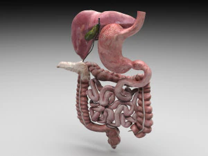 Пищеварительная система 3D Модель