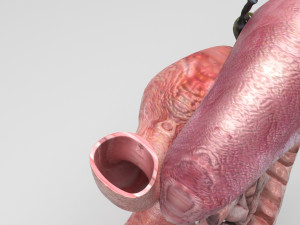 Digestive System 3D Model
