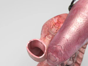 Пищеварительная система 3D Модель