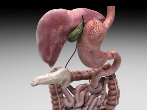 Пищеварительная система 3D Модель