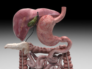 Digestive System 3D Model