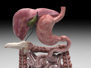 Пищеварительная система 3D Модель