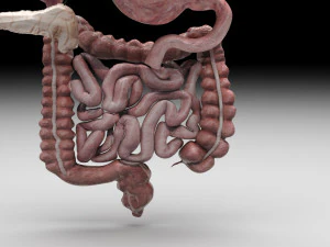 Пищеварительная система 3D Модель