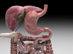 Пищеварительная система 3D Модель