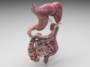 Пищеварительная система 3D Модель