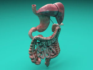Пищеварительная система 3D Модель