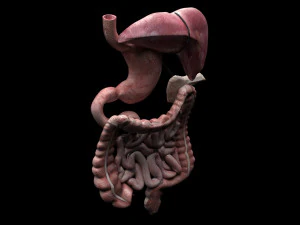 Пищеварительная система 3D Модель