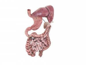 Digestive System 3D Model