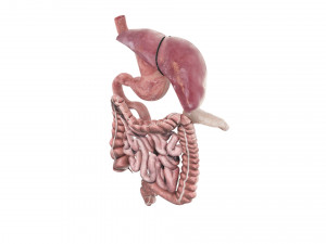 Digestive System 3D Model