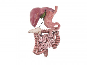 Digestive System 3D Model