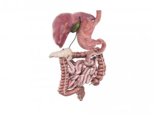 Пищеварительная система 3D Модель