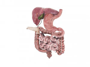 Пищеварительная система 3D Модель