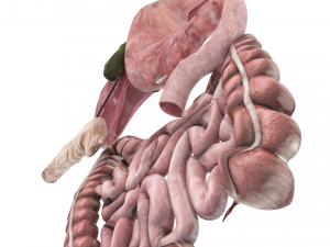 Digestive System 3D Model
