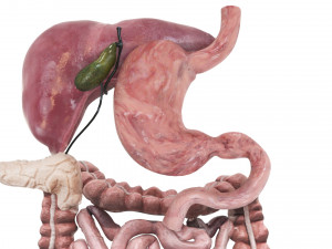 Digestive System 3D Model