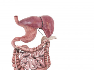 Digestive System 3D Model