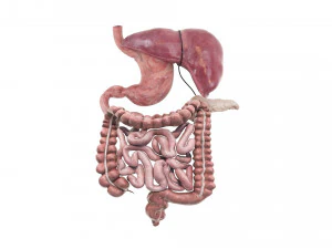 Пищеварительная система 3D Модель