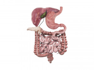 Digestive System 3D Model