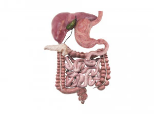 Пищеварительная система 3D Модель