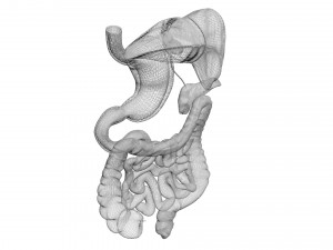 Digestive System 3D Model
