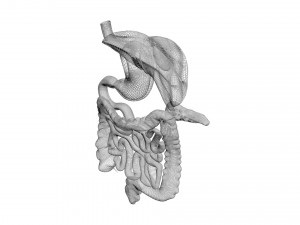Digestive System 3D Model