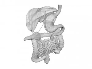 Пищеварительная система 3D Модель